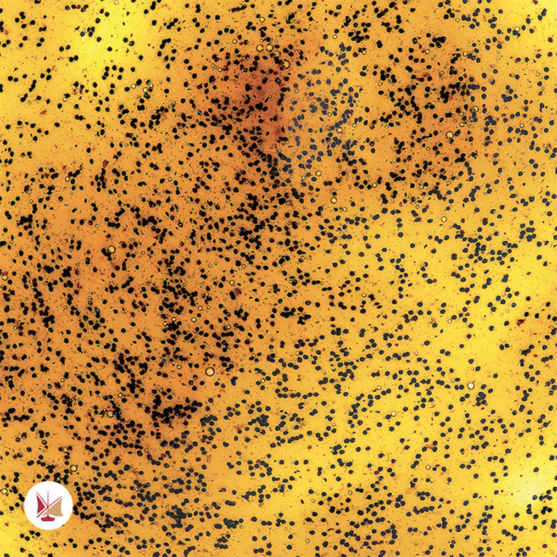 EXTRACTO LIQ. VAINILLA BOURBON  NAT MADAGASCAR(1L)